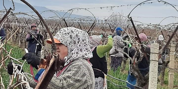 Sarıgöl Ovası binlerce kişinin ekmek kapısı oldu