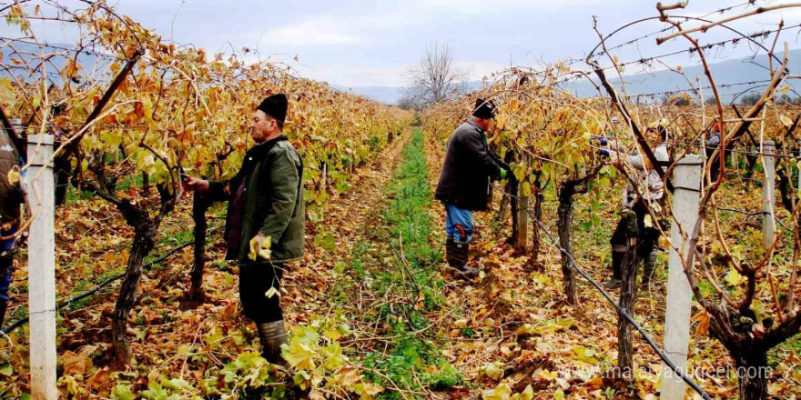 Sarıgöl Ovasında dört mevsim çalışmalar sürüyor