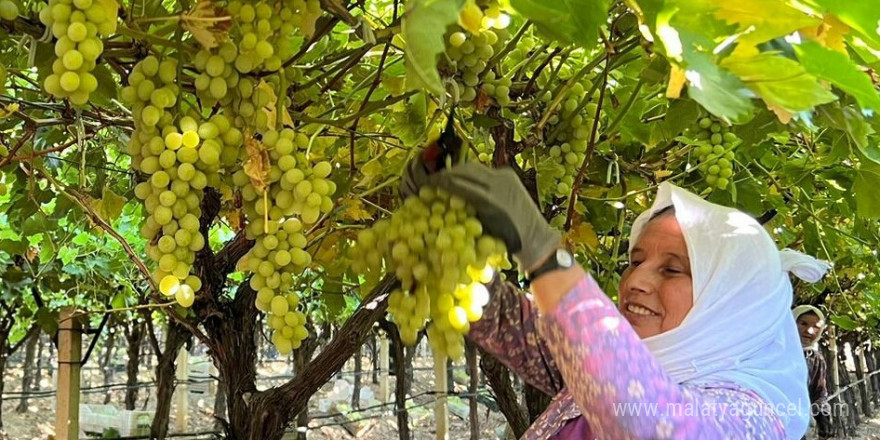 Sarıgöl’de kadın işçi yevmiyeleri 100 TL zamlandı