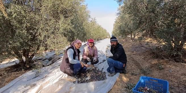 Sarıgöl’de zeytin hasadına başlandı