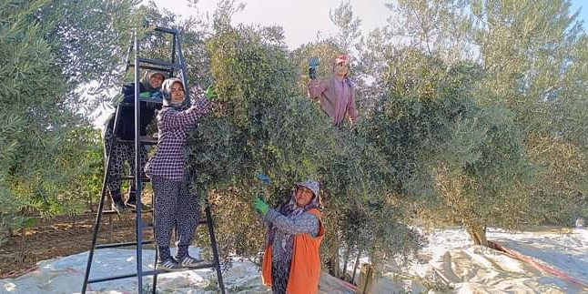 Sarıgöl’de zeytin hasadına başlandı