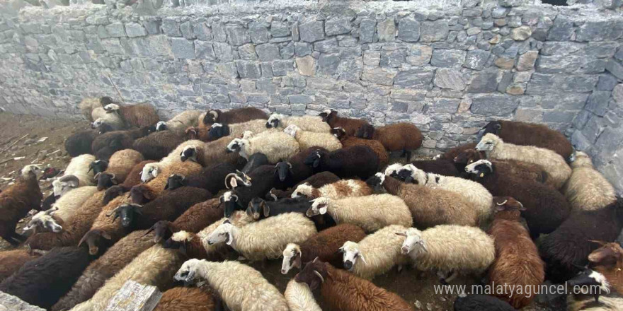 Sarıkamış’ta maskeli hırsızlar tarafından çalınan hayvanlar bulundu