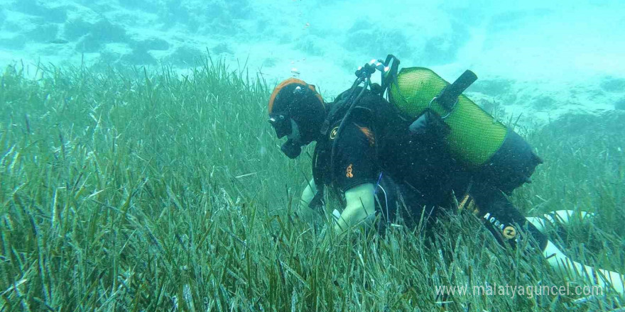 Saros ve Göcek’te deniz çayırları ve mercan habitatlarının korunması çalışmaları devam ediyor