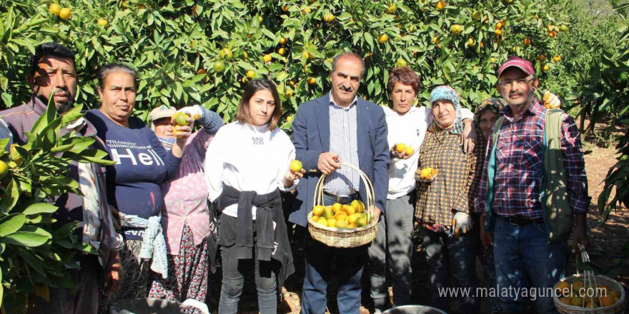 Satsuma mandalinanın ihracat yolculuğu 18 Ekim’de başlıyor