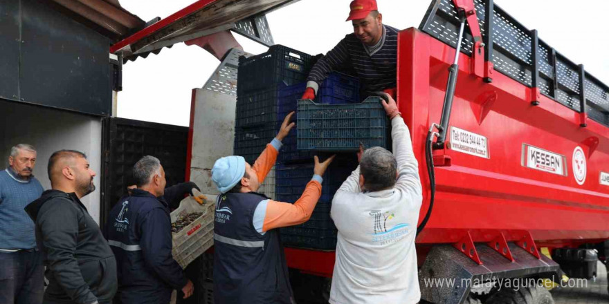 Seferihisar’da zeytinyağı sezonu açıldı