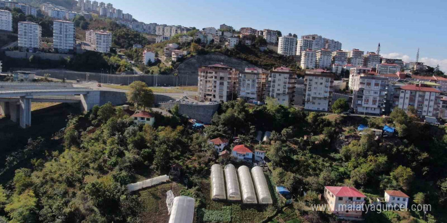 Şehir merkezinde apartmanlar arasında organik tarım yapıyorlar