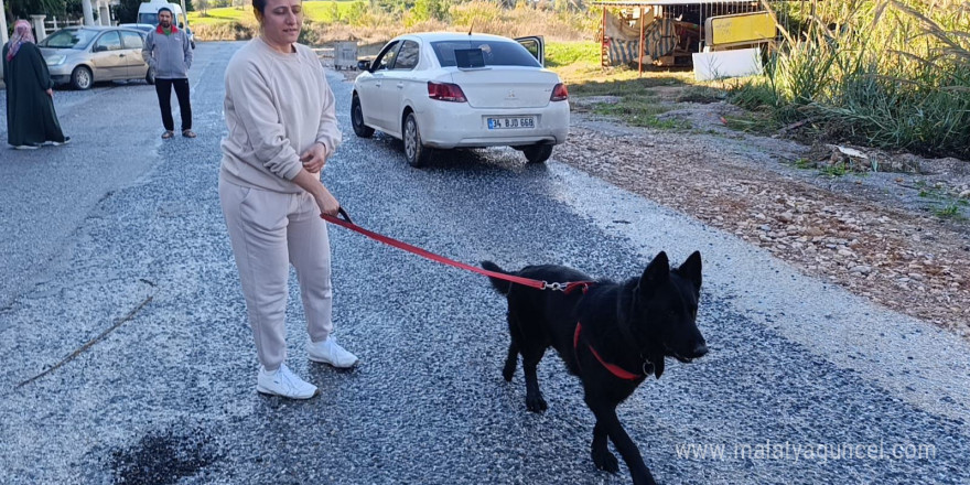 Sel sularının arasında kalan köpeği düzenledikleri operasyonla kurtardılar