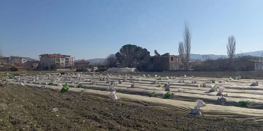 Selendi’de tütün üreticilerinin telaşı başladı