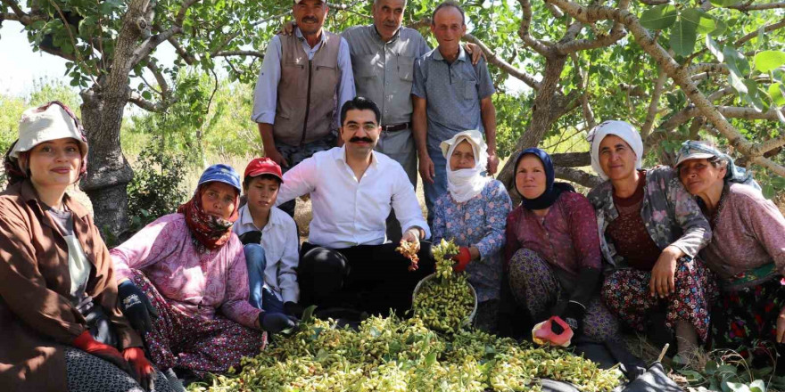 Selendi’de yeşil altında hasat başladı