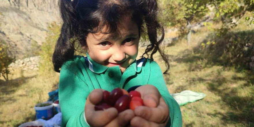 Şerbeti, çayı, meyvesi oluyor! Kalbi koruyor, enfeksiyonu düşürüyor