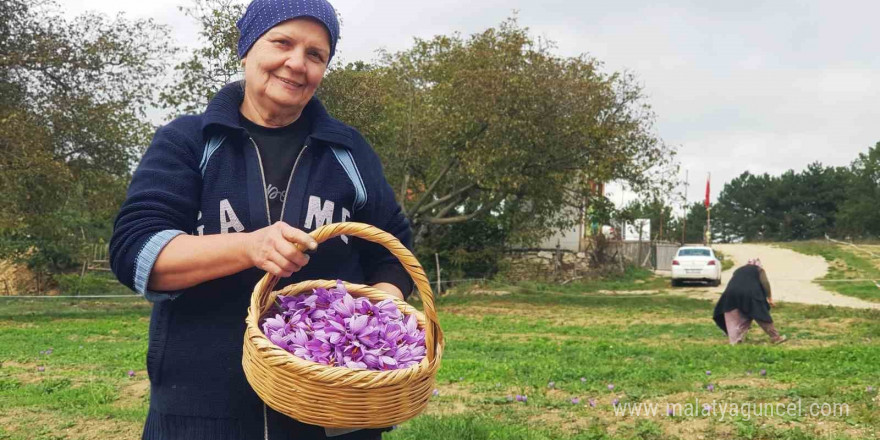 Serin hava ‘dünyanın en pahalı baharatı’nda çiçeklenmeyi artırdı