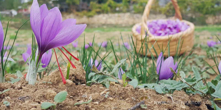 Serin hava ‘dünyanın en pahalı baharatı’nda çiçeklenmeyi artırdı