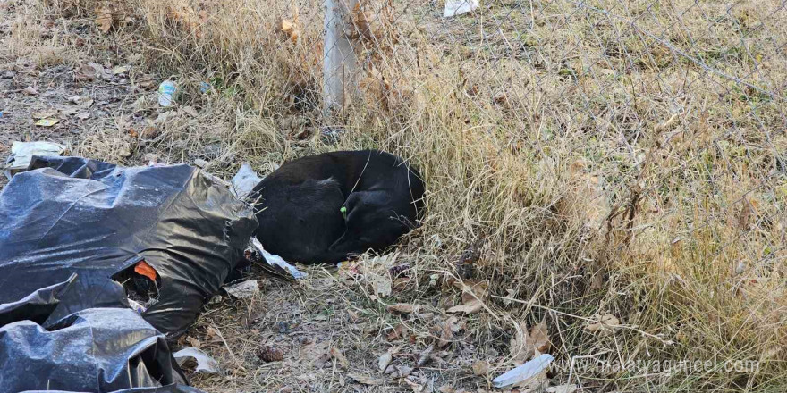 Sevdiği köpeğin ısırdığı ortaokul öğrencisi yaralandı