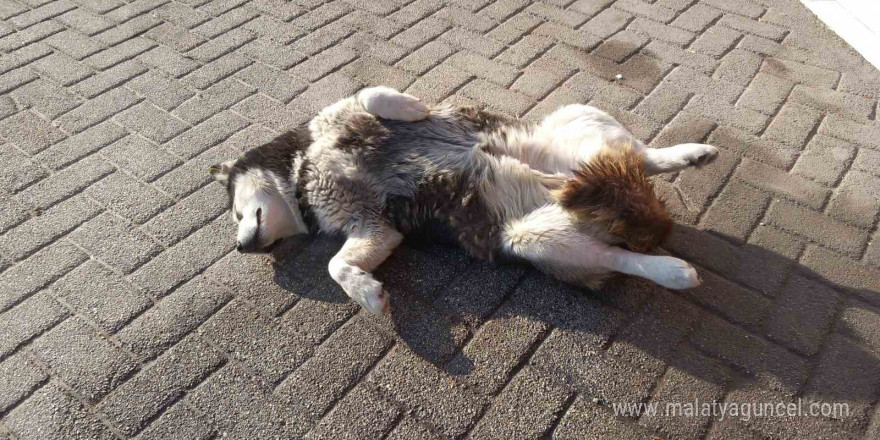 Sevimli köpeğin güneş sefası görenleri gülümsetti