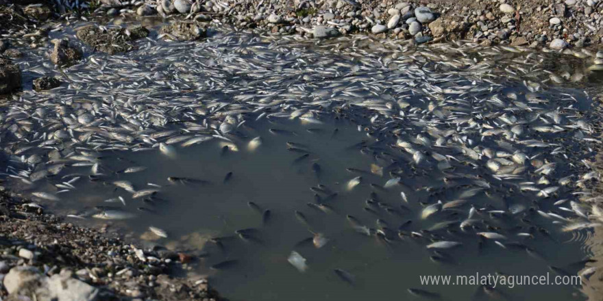 Seyhan Nehri’ne balıklar için can suyu bırakıldı