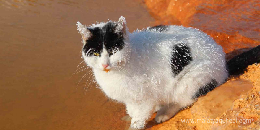 Sibirya soğuğunda adeta donan kedi termal su kenarında ısınmaya çalıştı