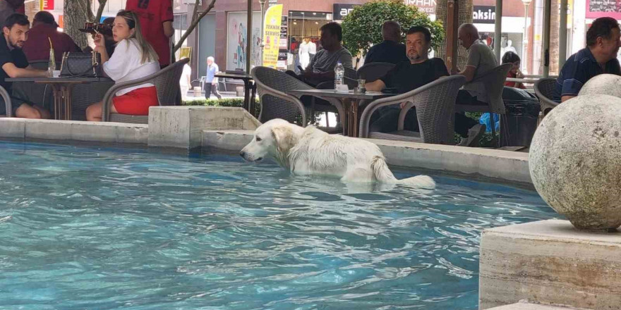 Sıcaktan bunalan köpek süs havuzunda serinledi