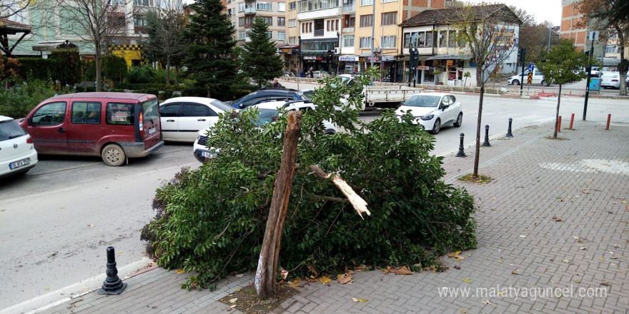 Şiddetli lodos ağacı yerle bir etti