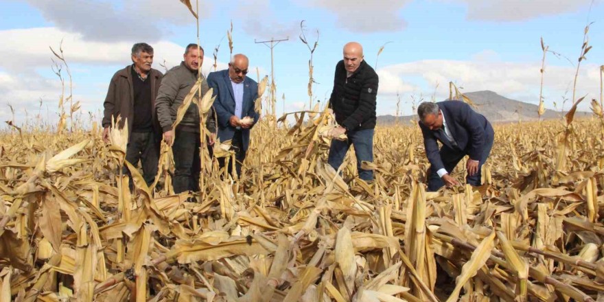 Şiddetli rüzgar hasat edilmeyi bekleyen mısırlara zarar verdi