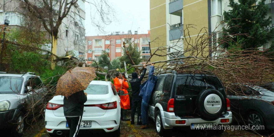 Şiddetli rüzgarın ortadan ikiye ayırdığı ağaç 3 aracın üzerine devrildi