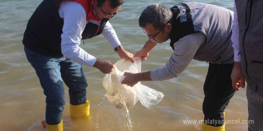 Siirt’te 2 milyon balık yavrusu baraj göllerine bırakıldı