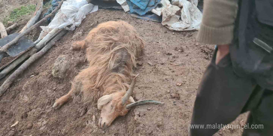 Siirt’te ahırın tavanı çöktü, 3 küçükbaş telef oldu