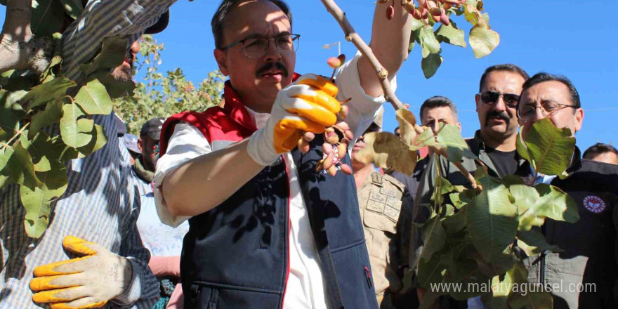 Siirt’te ‘Fıstık Festivali’ kapsamında fıstık hasadı yapıldı