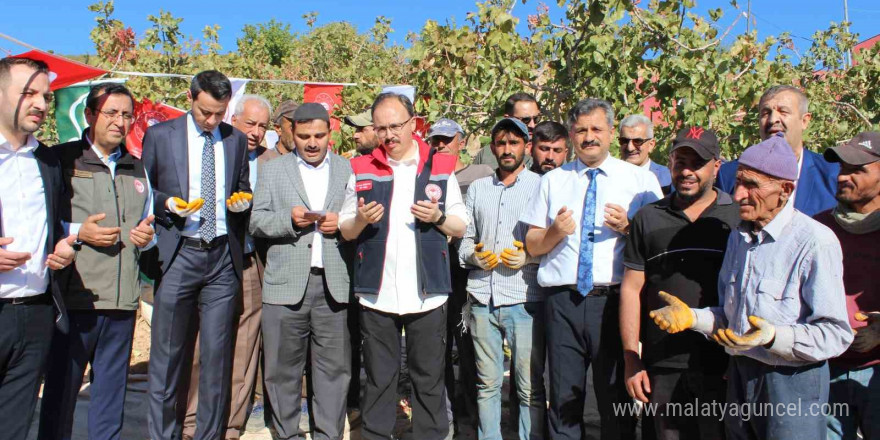 Siirt’te ‘Fıstık Festivali’ kapsamında fıstık hasadı yapıldı