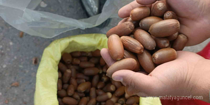 Siirt’te kestane yerine “meşe palamudu” tezgahta yer aldı