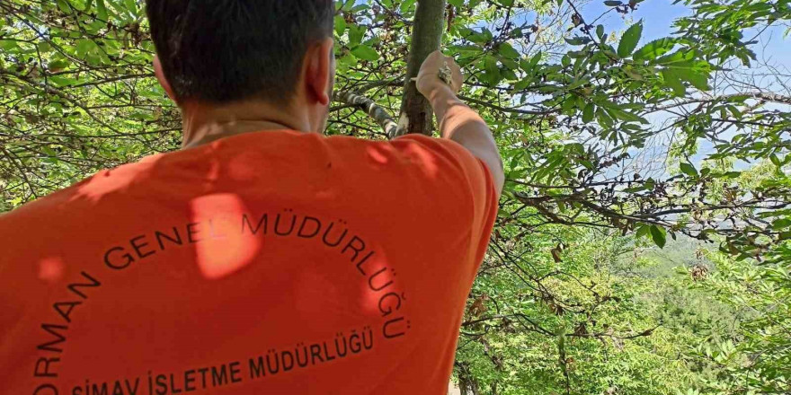 Simav’da kestane dal kanseri ile biyolojik mücadele