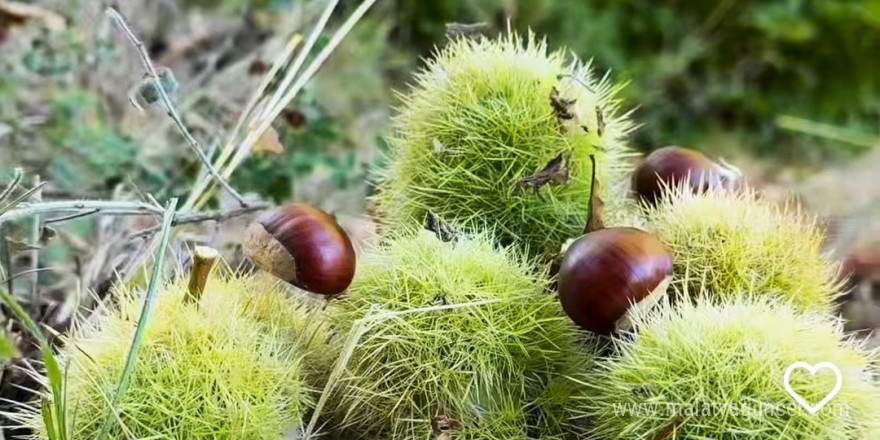 Simav’ın Kara Elması kestane hasadı başladı