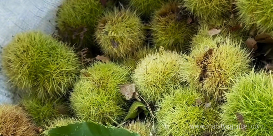 Simav’ın Kara Elması kestane hasadı başladı