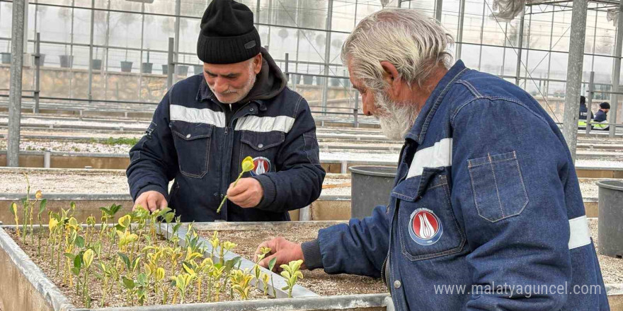 Sincan Belediyesi seralarına açık köklü meyve fidanları eklendi