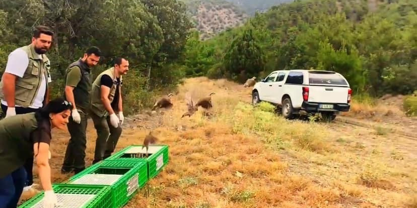 Sinop’ta 300 kınalı keklik doğaya salındı