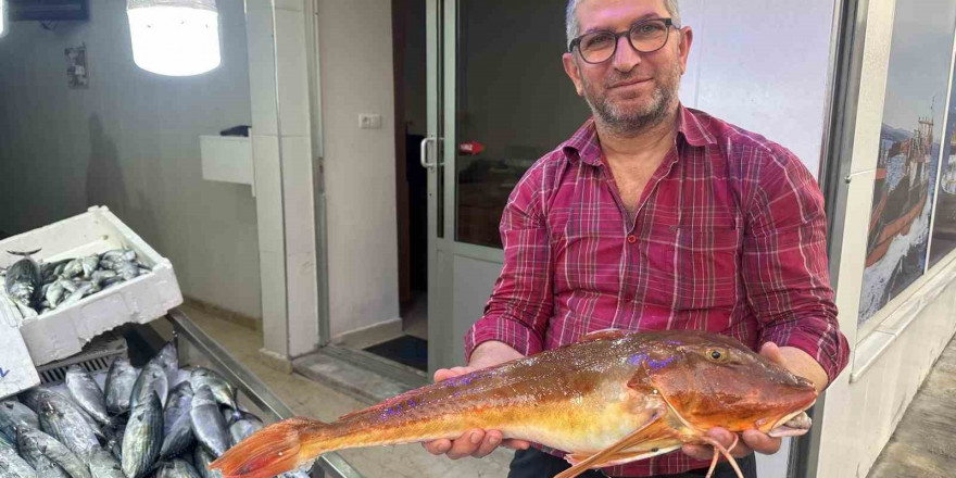 Sinop’ta ağlara takılan kırlangıç balığı ilgi odağı oldu