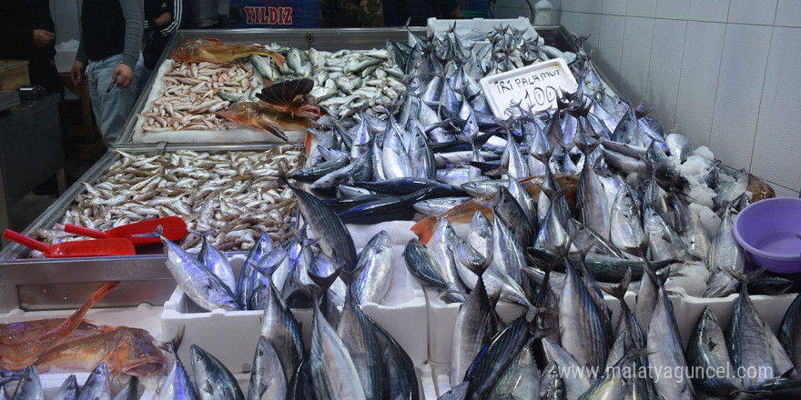 Sinop’ta balıkçı tezgahları şenlendi: 1,3 kiloluk palamutlar 100 lira