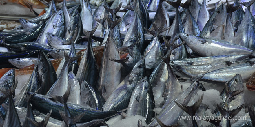 Sinop’ta balıkçı tezgahları şenlendi: 1,3 kiloluk palamutlar 100 lira