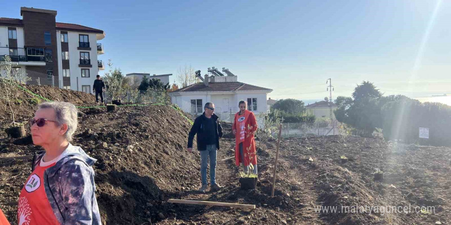 Sinop’ta çevreci Ali Alp anısına 33 zeytin fidanı toprakla buluştu