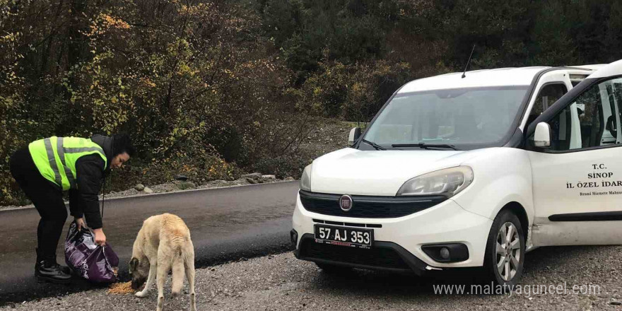 Sinop’ta evcil ve yabani hayvanlara yem desteği