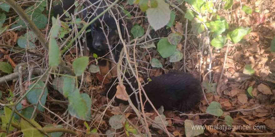 Sinop’ta ölüme terk edilen köpekler kurtarılmayı bekliyor