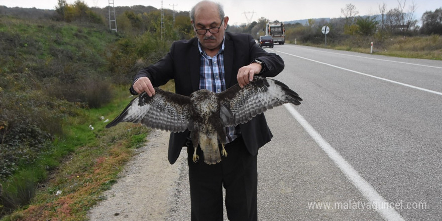 Sinop’ta otomobile çarpan atmaca telef oldu