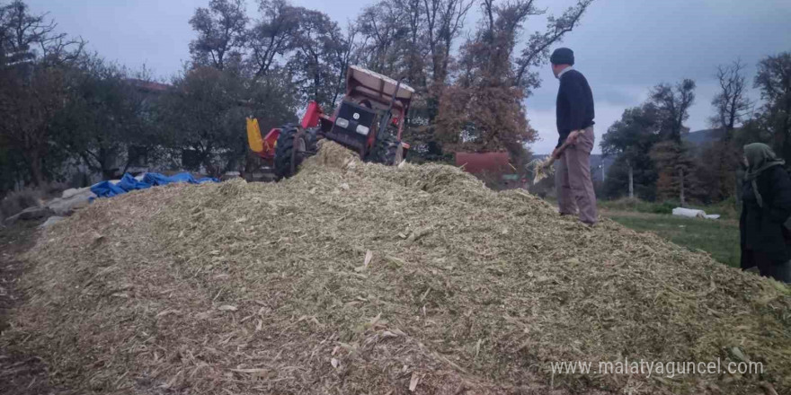 Sinop’ta silajlık mısır hasadı sona erdi