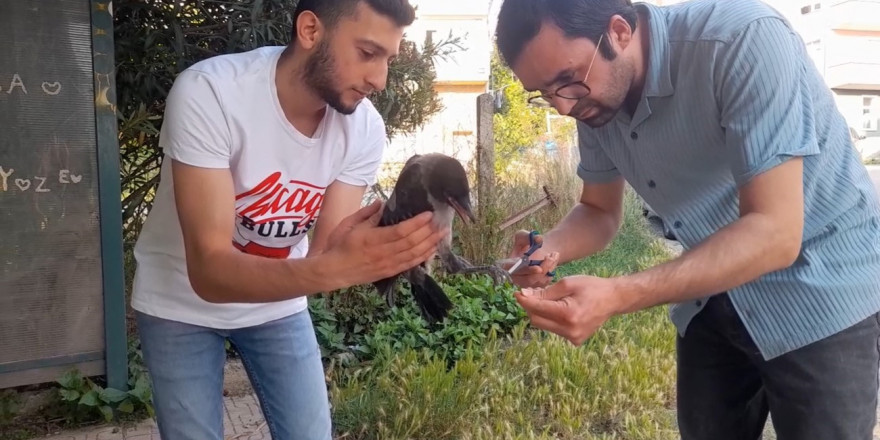 Sinop’ta yavru karganın ayaklarına dolanan saç vatandaşlar tarafından kesildi