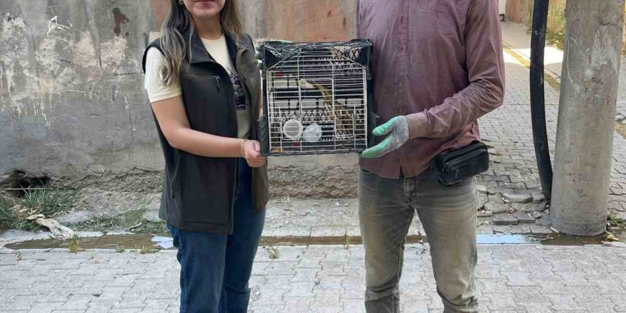 Şırnak’ta Balaban ve Kızıl Şahin tedavi altına alındı