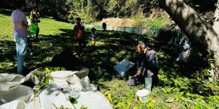 Şırnak’ta ceviz hasadı başladı