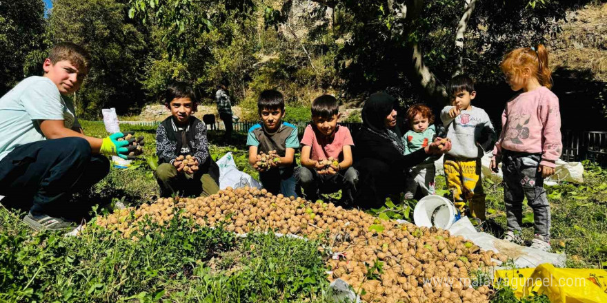 Şırnak’ta ceviz hasadı başladı