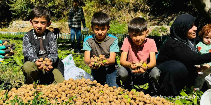 Şırnak’ta ceviz hasadı başladı