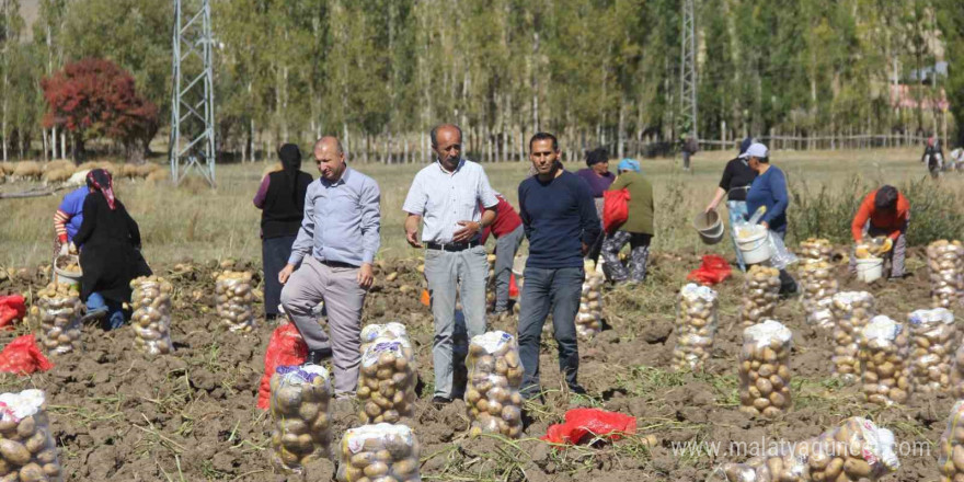 Sivaslı patates üreticisi aracıları ortadan kaldırdı, kendi üretip kendi satıyor