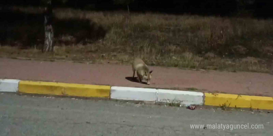 Sivas’ta aç kalan tilki kek yedi