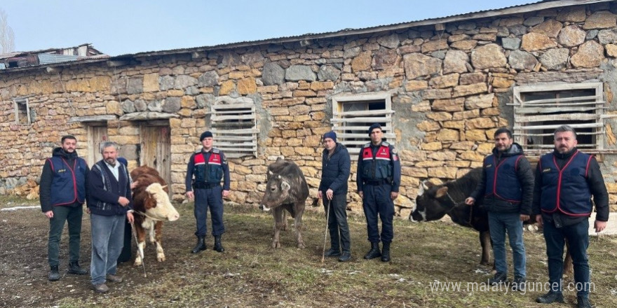 Sivas’ta büyükbaş hayvan çalan 4 kişi tutuklandı